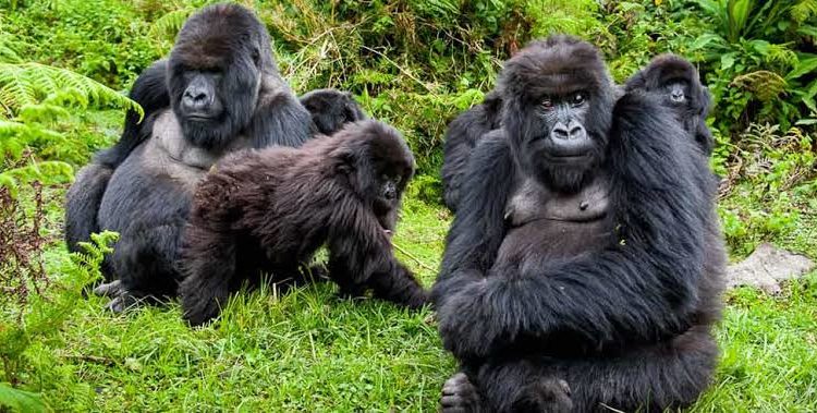 Bwindi-Gorillas