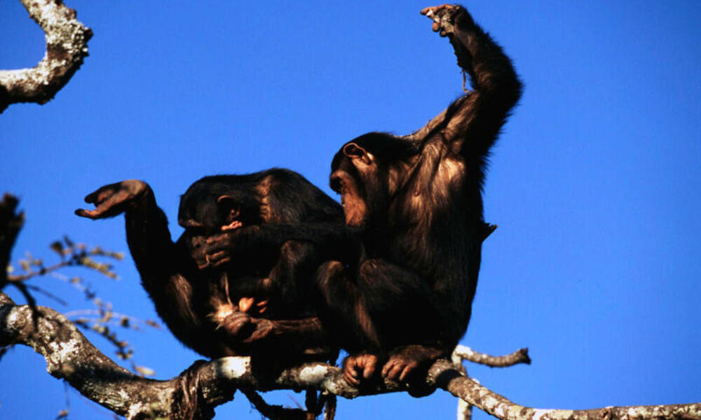 chimpanzees